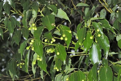 樟樹可以做什麼|樟樹（Cinnamomum camphora）